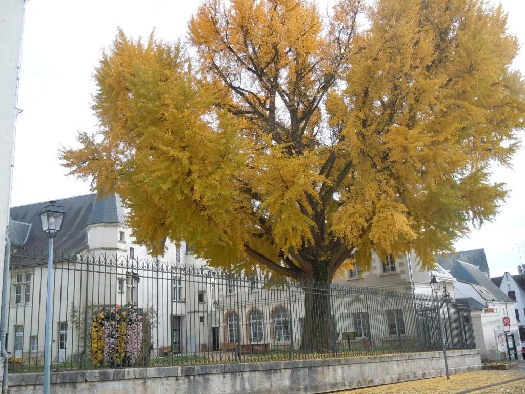 La Croix Blanche Hotel Montrichard Buitenkant foto